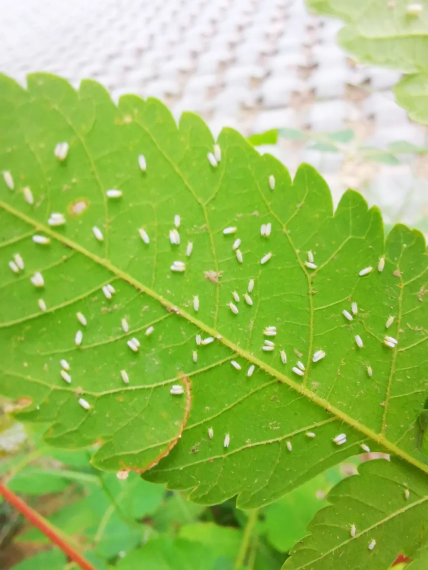 烟粉虱若虫图片