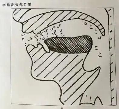 学习阿拉伯语需要自己寻找发音位置.第一节课,大家都"疯狂"地练发音.