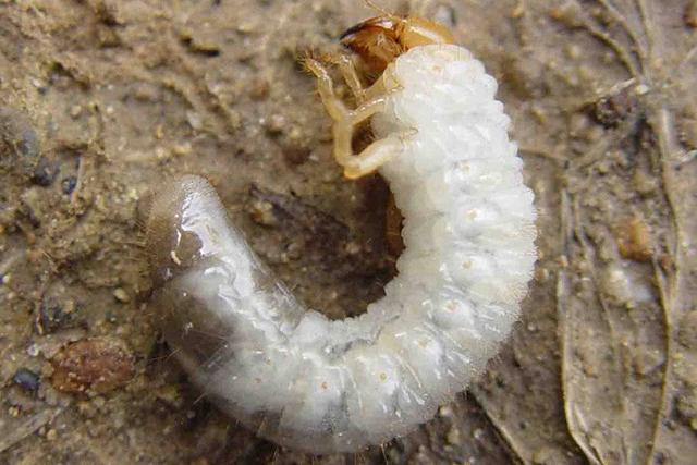 "领如蝤蛴,齿如瓠犀"的庄姜放到现在真的还是美女吗?