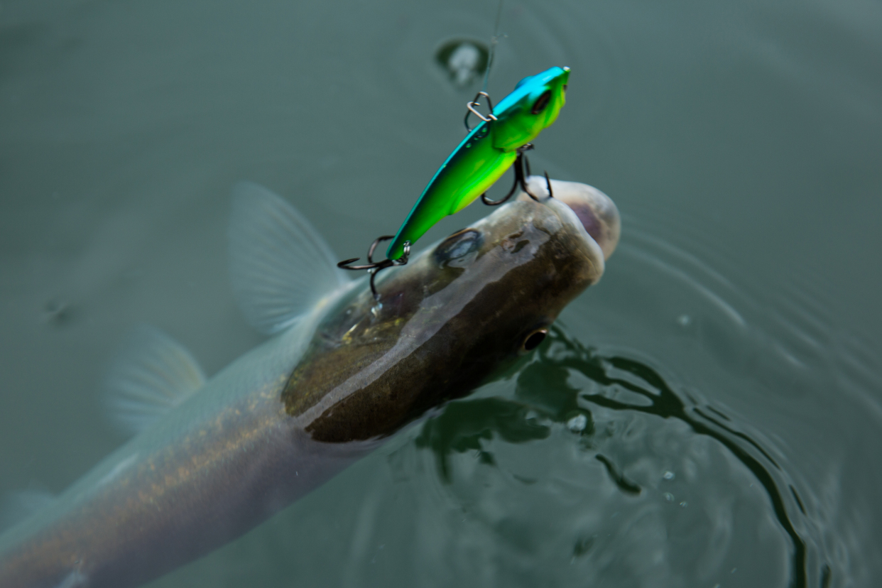 路亚小知识—新手玩路亚,经常挂底怎么办?