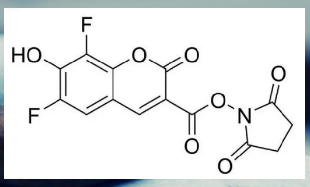 pacific blue-琥珀酰亚胺酯,pacific blue nhs,1245-5 荧光探针