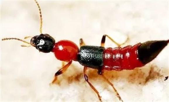 吓人!长沙一小女孩睡醒后脸上多了条红痕,"元凶"竟是