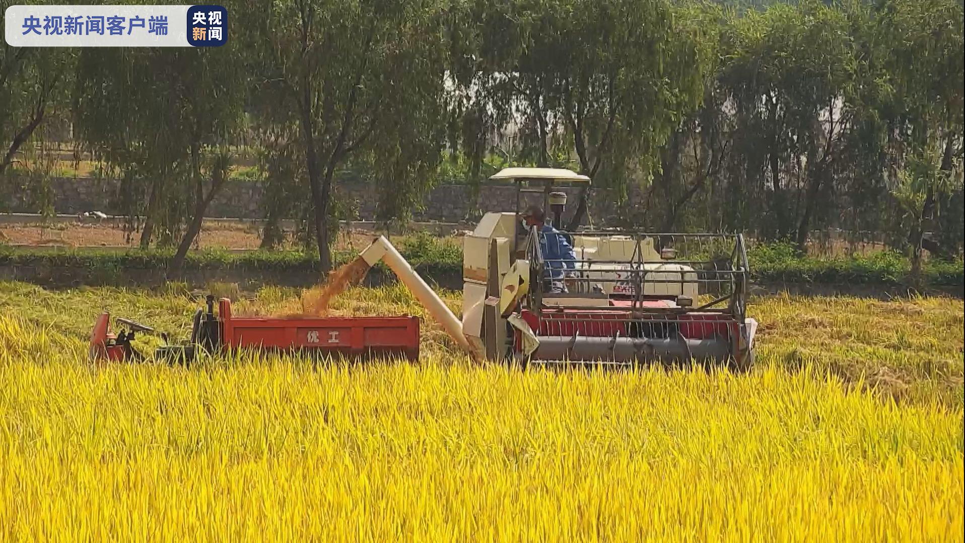 "太空稻"收获啦!啥时候才能搬上餐桌?