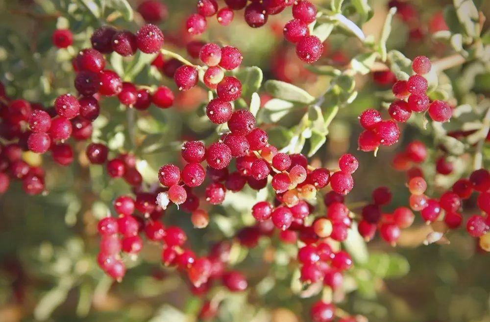 白刺果:沙漠中的美味与健康守护者