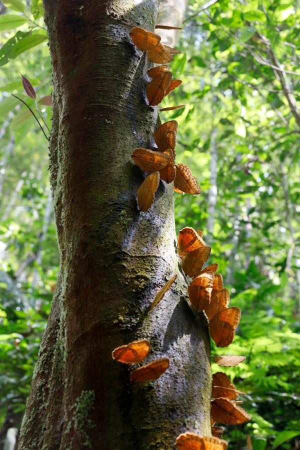 云南蝴蝶大爆发 网友:这大概需要15万个香妃