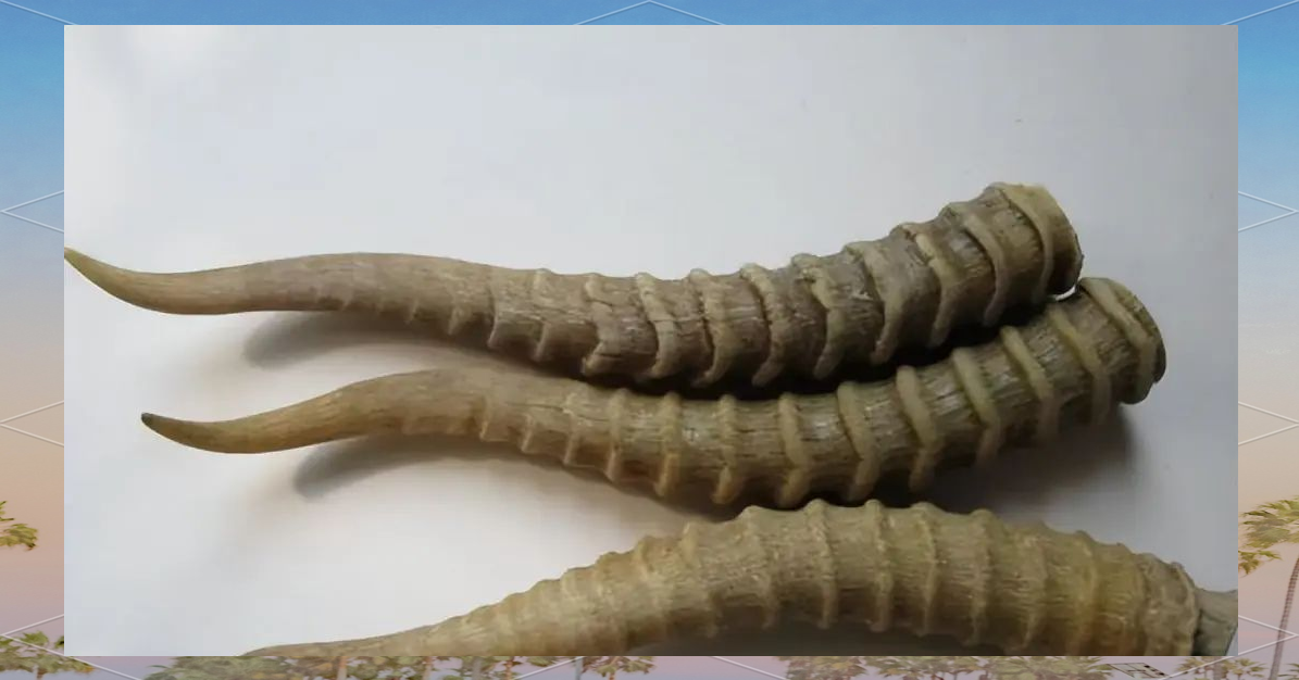 这被称为"通天眼",是羚羊角独特而美丽的标志之一