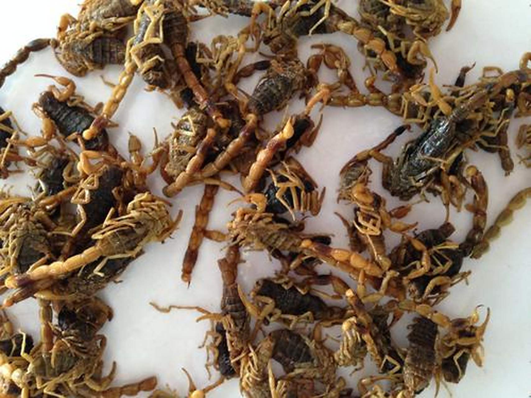 名词解释 【转豆脉】    十怪脉的一种,又称为"转丸脉".