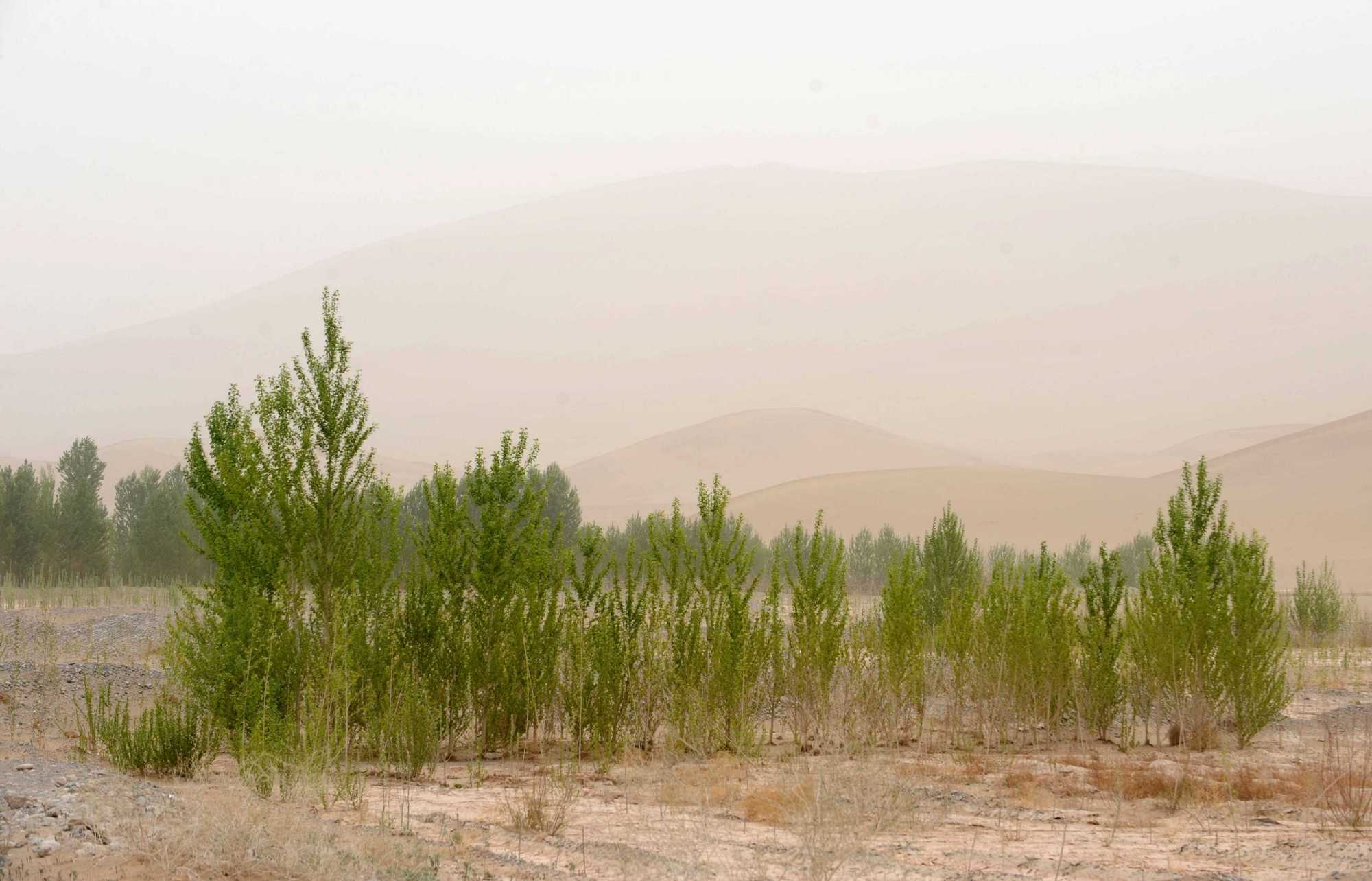 敦煌阳关林场防护林被毁调查情况公布:存在毁林开垦等问题