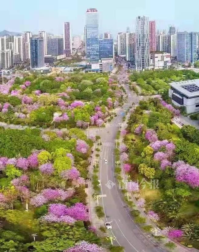 柳州紫荆花简介图片