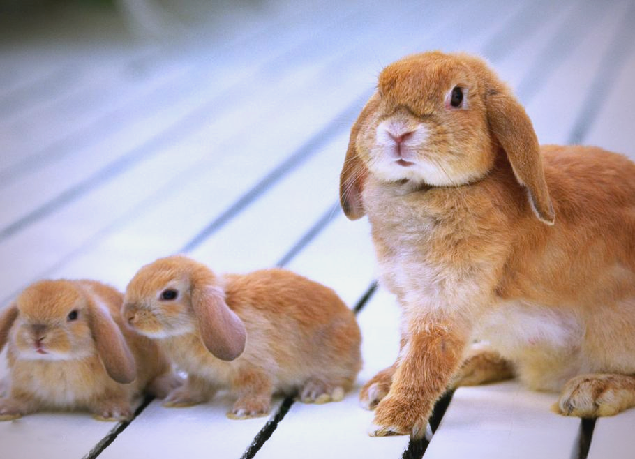 垂耳兔:一种受欢迎的宠物兔品种