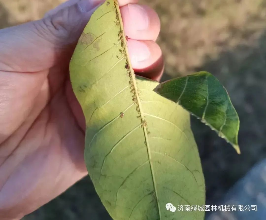 栾树病虫害防治——栾多态毛蚜的发生和防治措施
