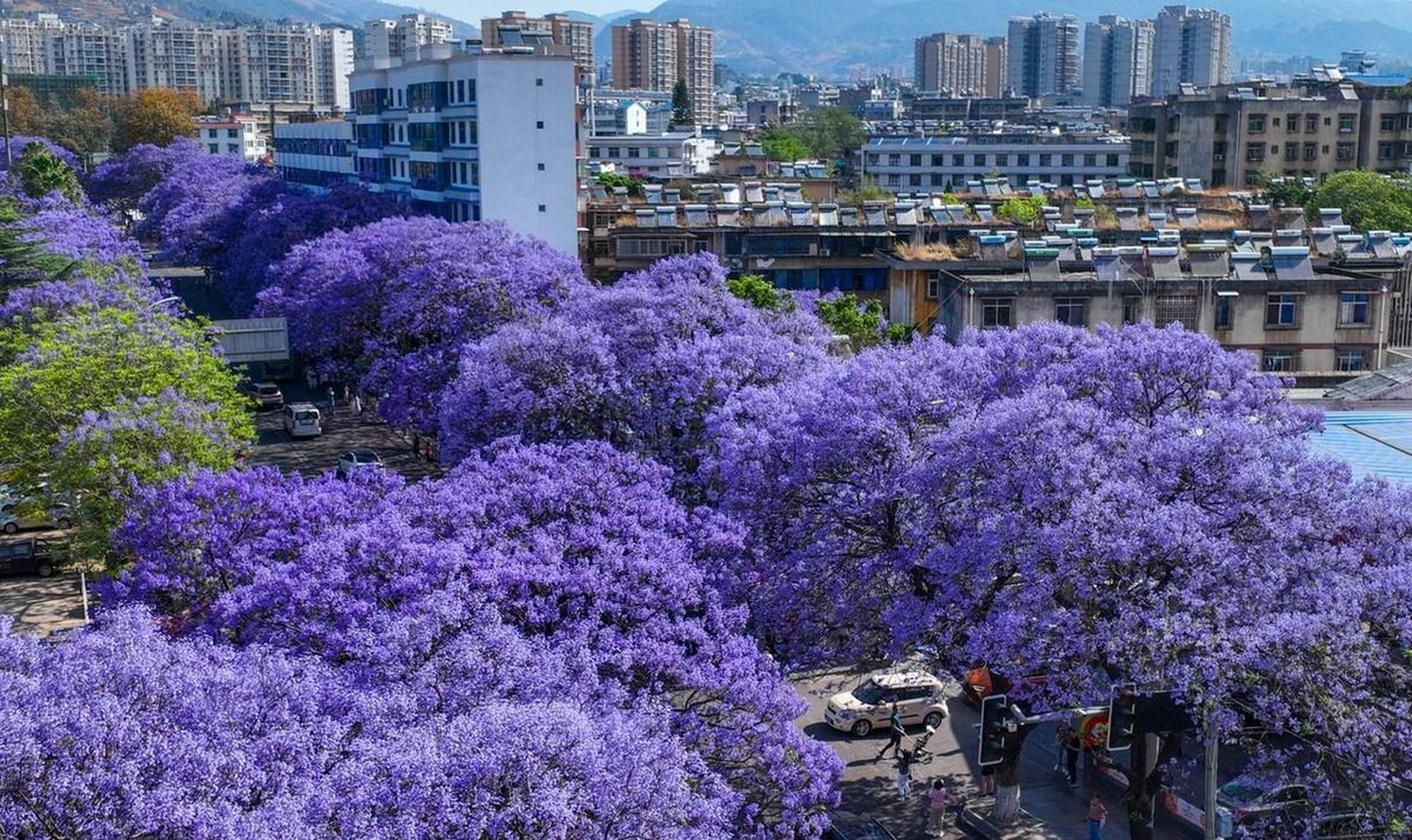 航天北路蓝花楹图片