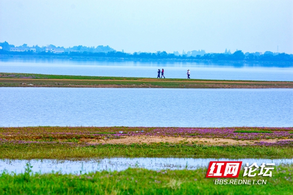 益阳来仪湖湿地公园图片