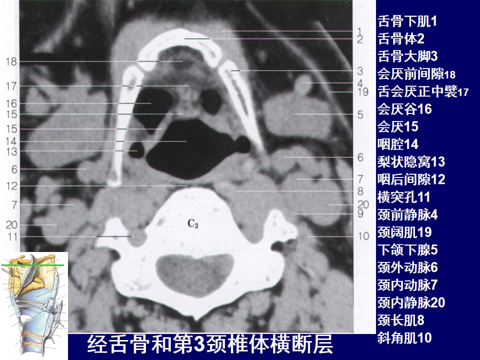 颈部和喉的断层解剖