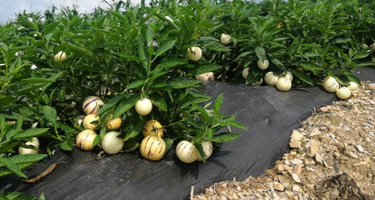 人参果种植气候条件和季节