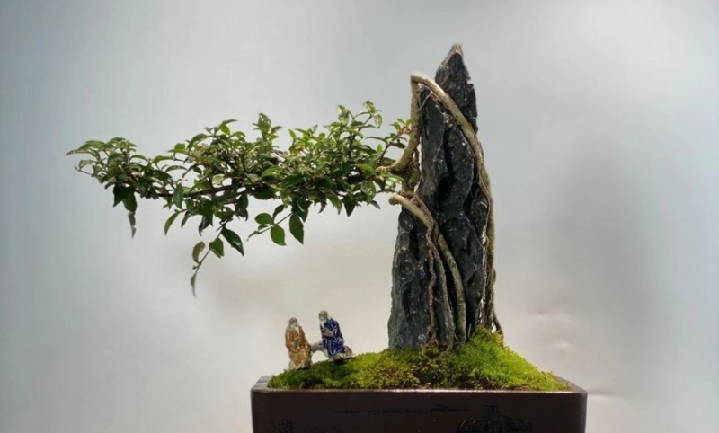 铁包金盆景的养殖方法和注意事项