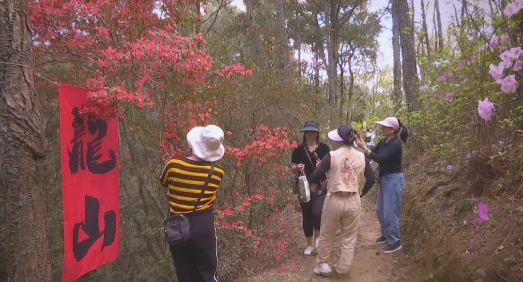揭西龙山生态风景区的杜鹃花盛放与游客体验