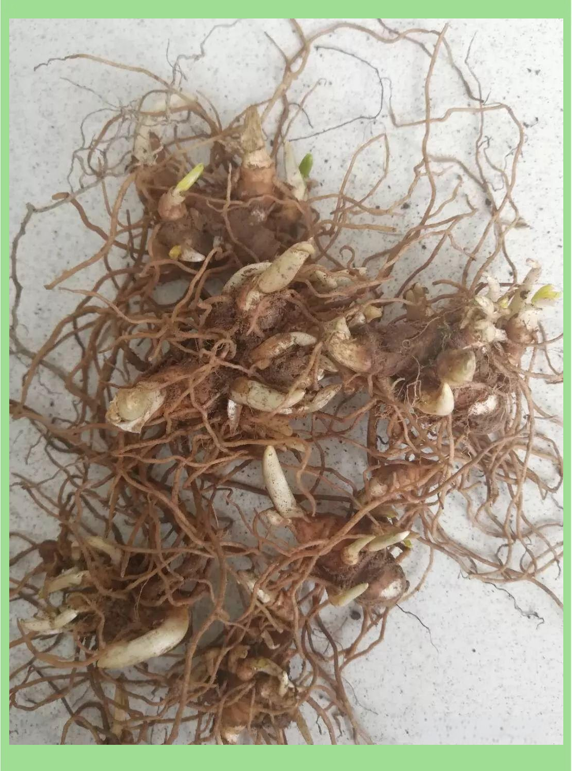 重楼种植指南:从苗到收的技术全解析