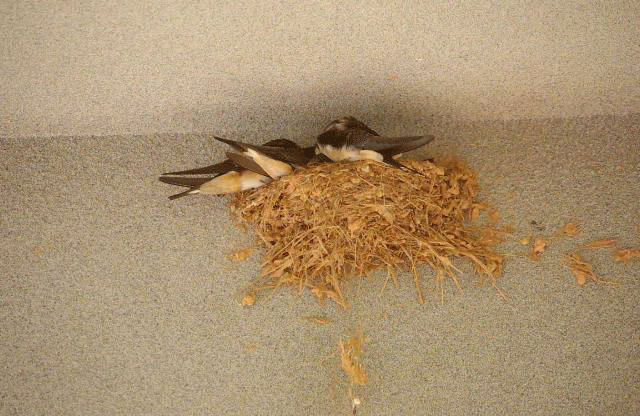 燕子筑巢的样子图片