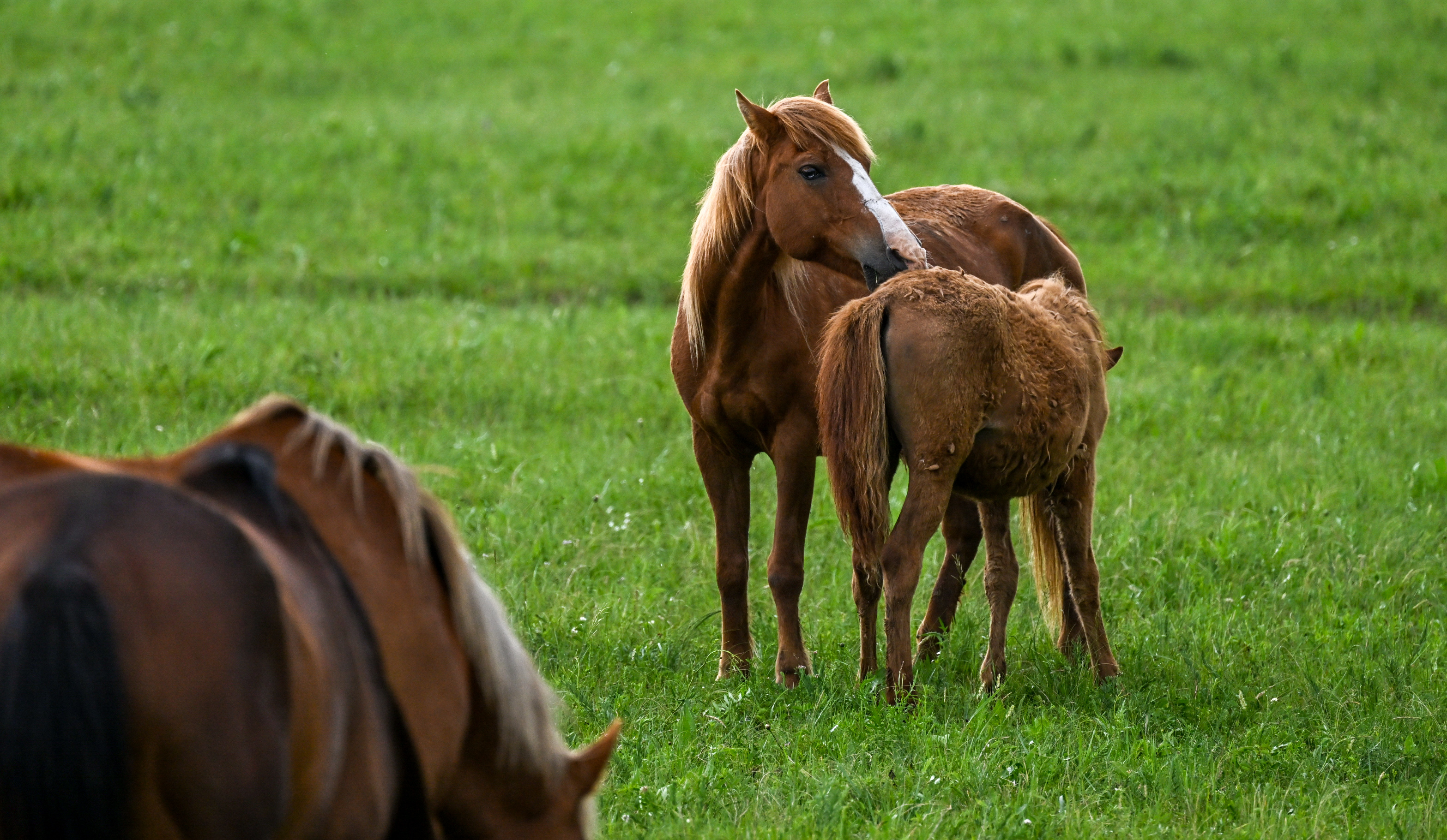 (美丽中国)夏日额仑草原