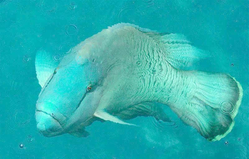 苏眉鱼:一种全球濒危的珊瑚鱼类