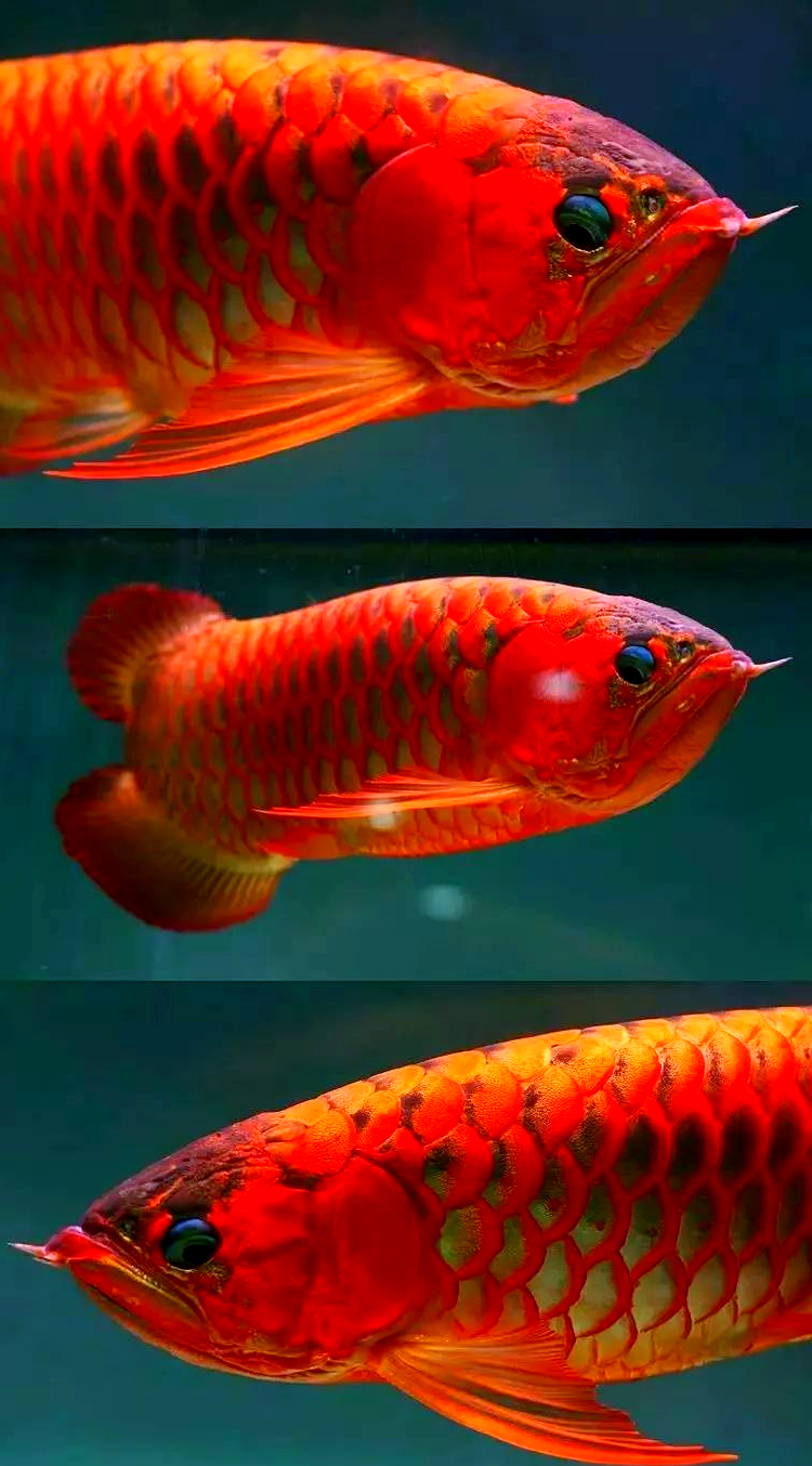 红龙鱼风采:岁月不减当年之威风