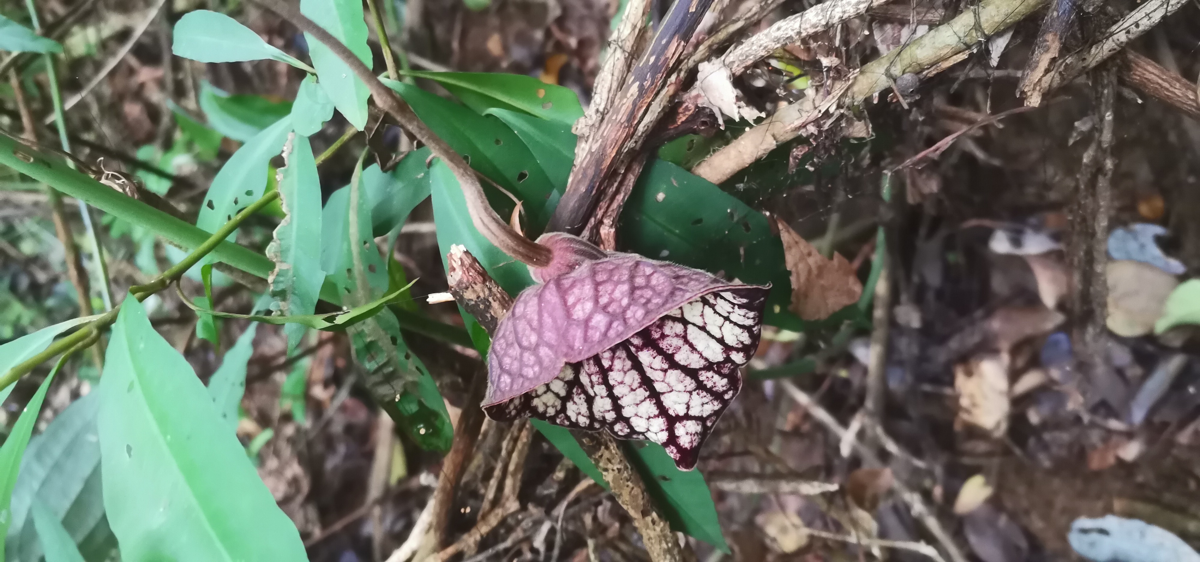终于看到广防己开花,长得太好看了,我见犹怜