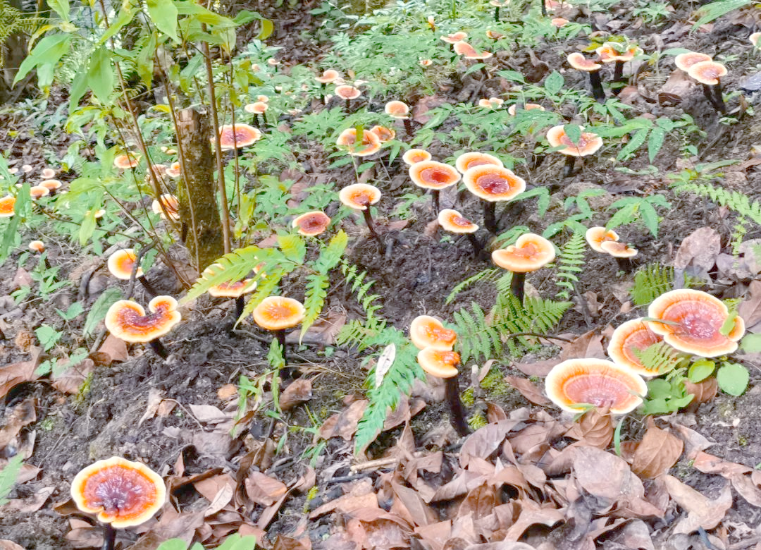 丙中洛镇:灵芝种植蓬勃发展,绿色产业助力乡村振兴