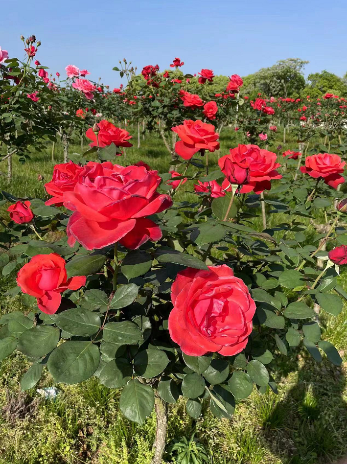 畅游花的海洋共赴瑞金红都幸福花海