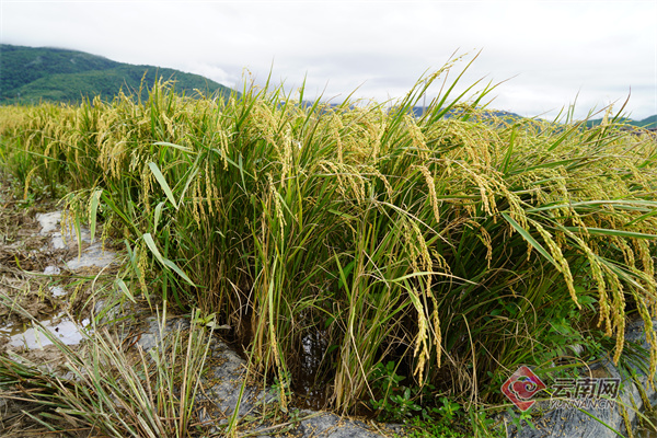 云南孟连多年生稻开镰 实现"一种多收"