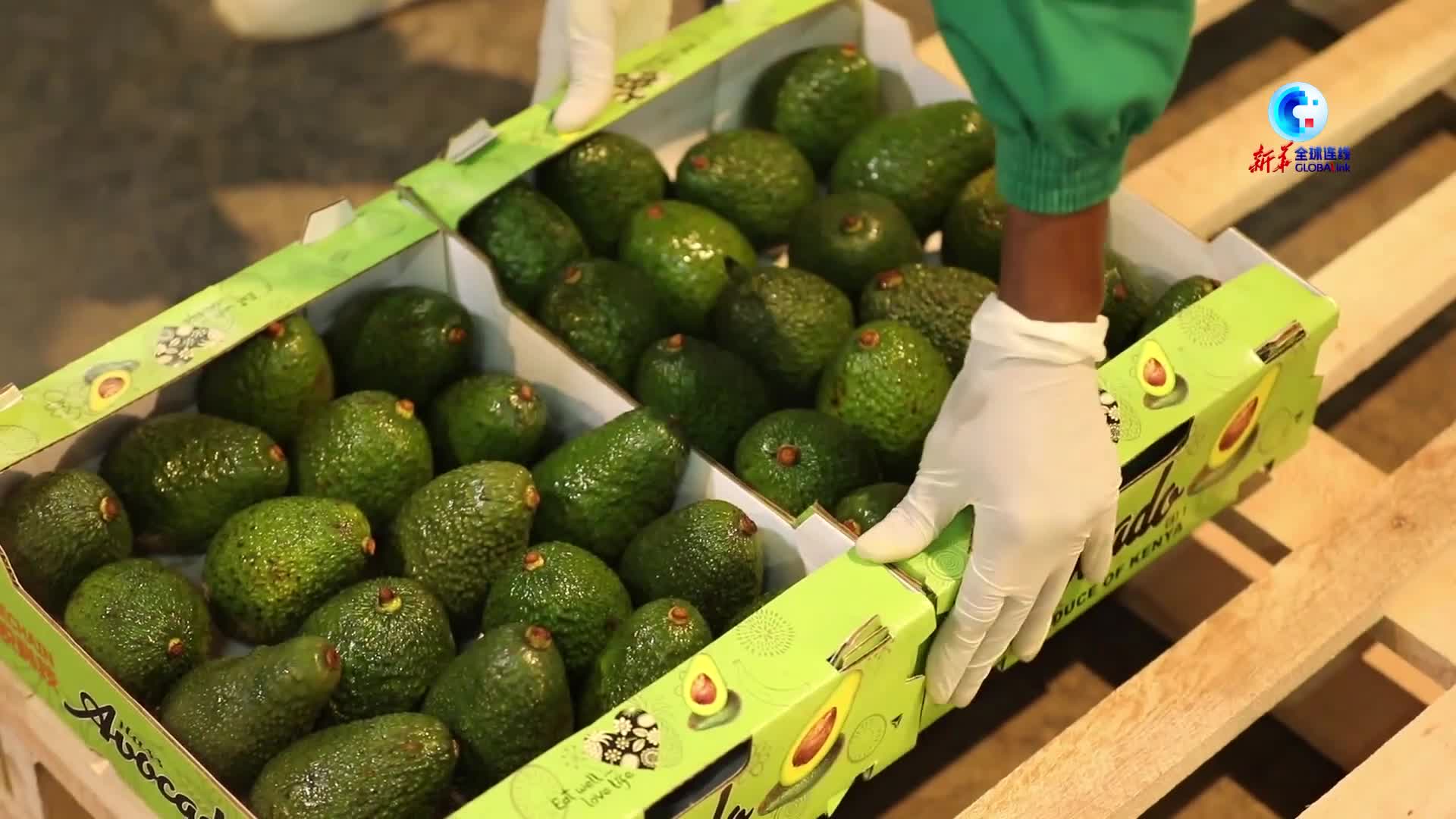 全球连线非洲鲜食牛油果首次出口中国