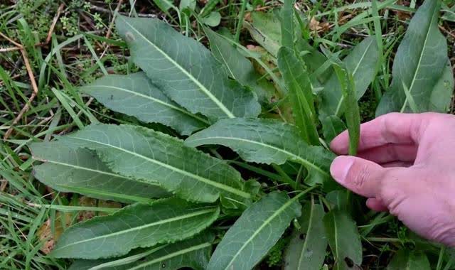 吃了能排便的野菜,俗称"通便草",也叫"金不换",煮水功效高