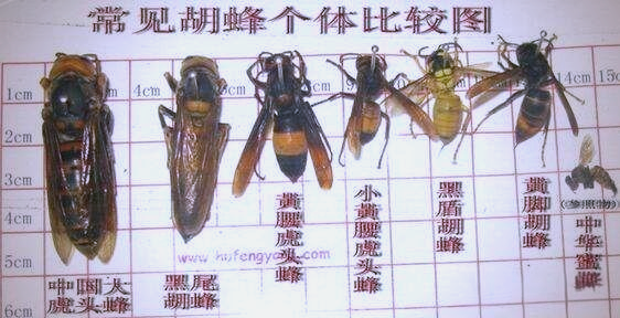 金环胡蜂:捕食者与保护者的多元角色解析