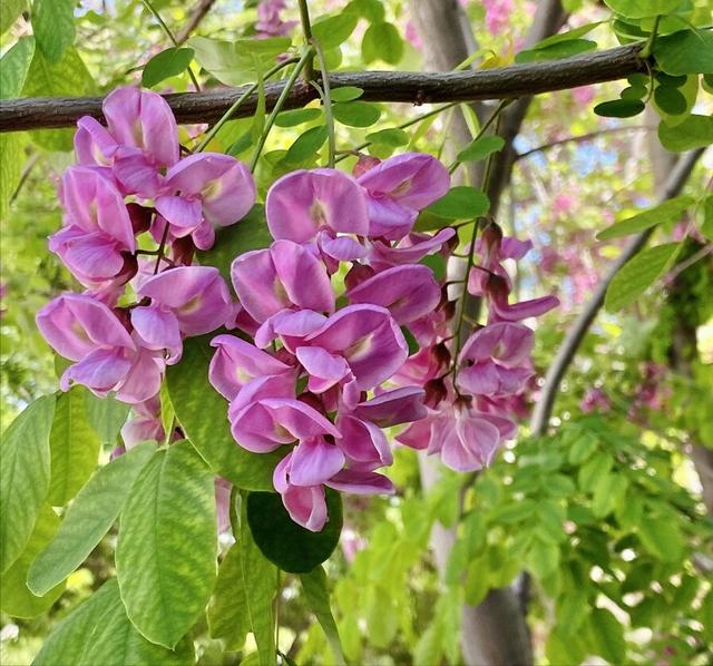 人间四月槐花香