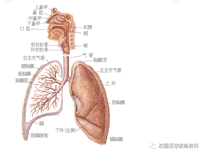 人体八大系统绘图图片