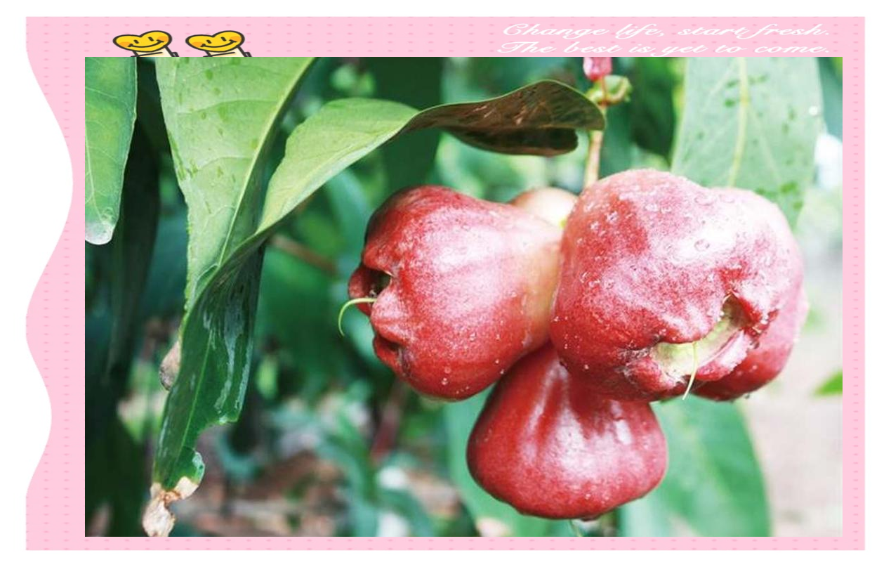 台湾盛产的多样水果