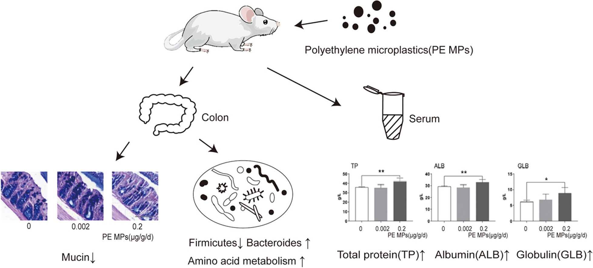 pe mps暴露对小鼠结肠黏液释放,炎症,肠道菌群和代谢的影响