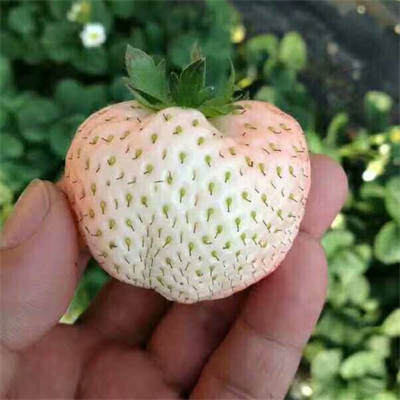 天使ae草莓苗品种又被称为天使8号草莓,果实白色,口感甜