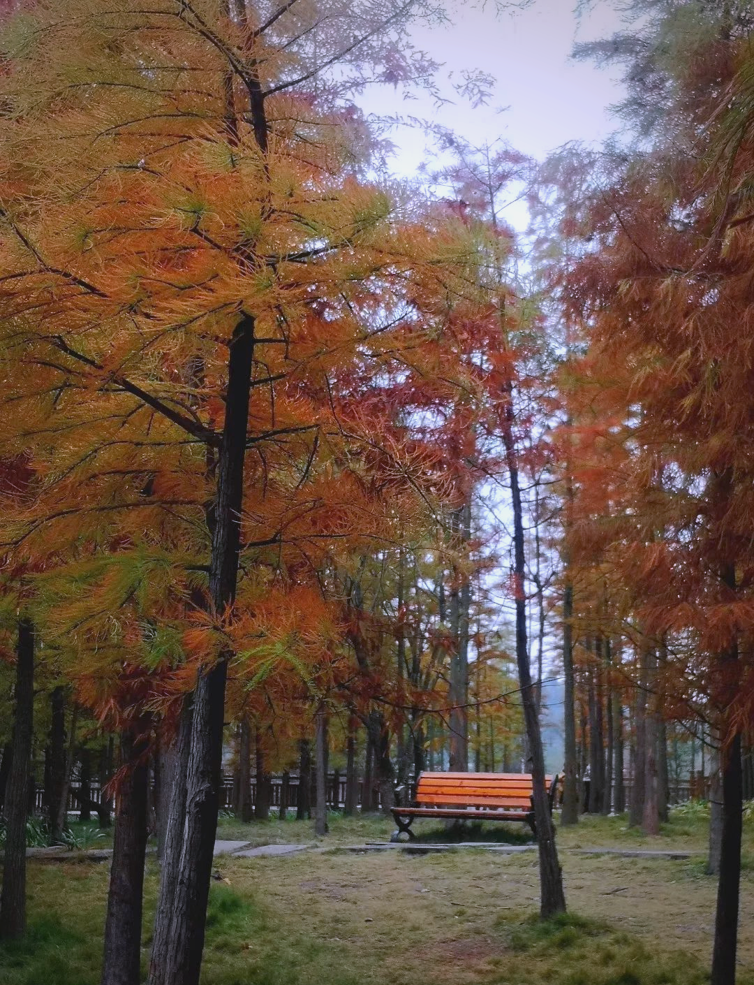 今年德阳的彩林景观格外迷人,它们已然绽放出最为绚烂的笑容,仿佛大