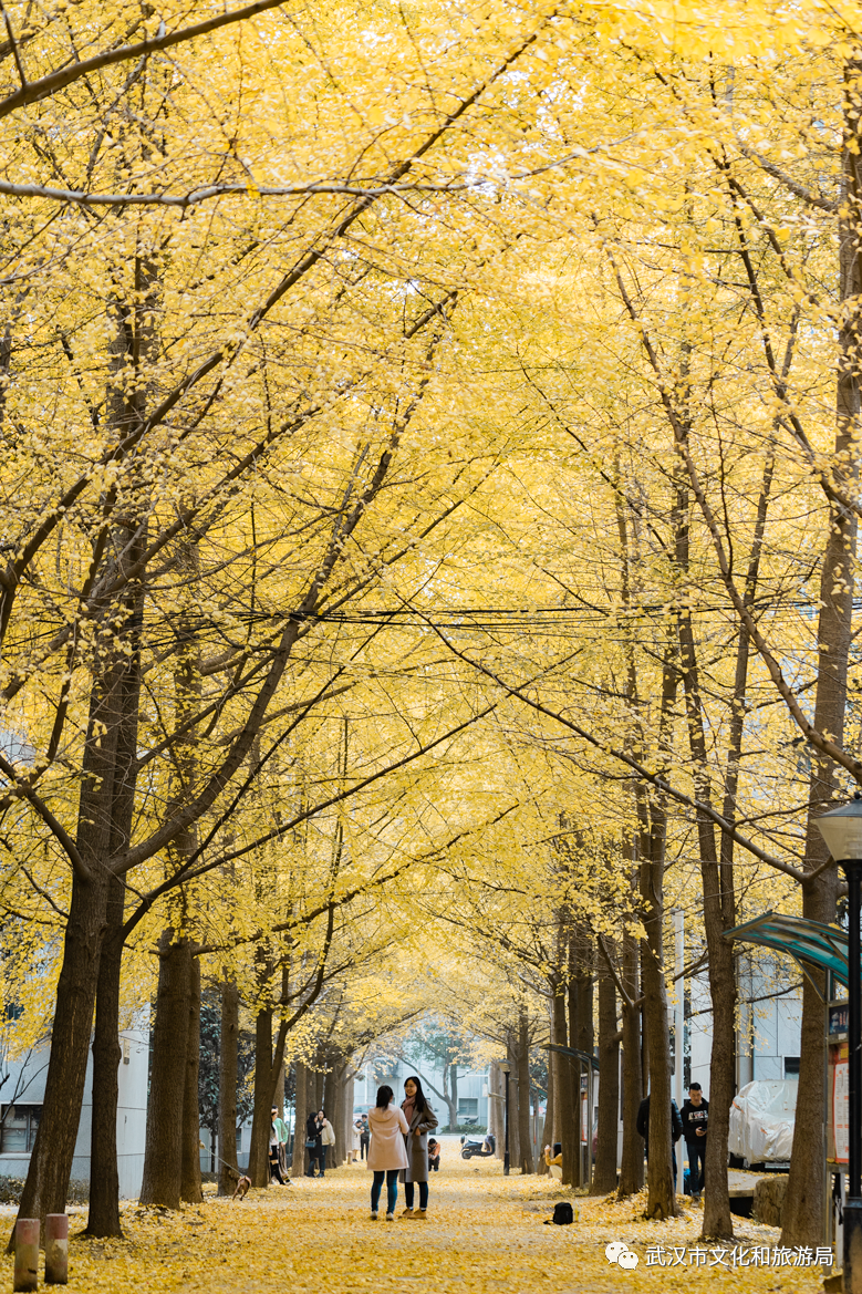 武汉高校,久仰久仰