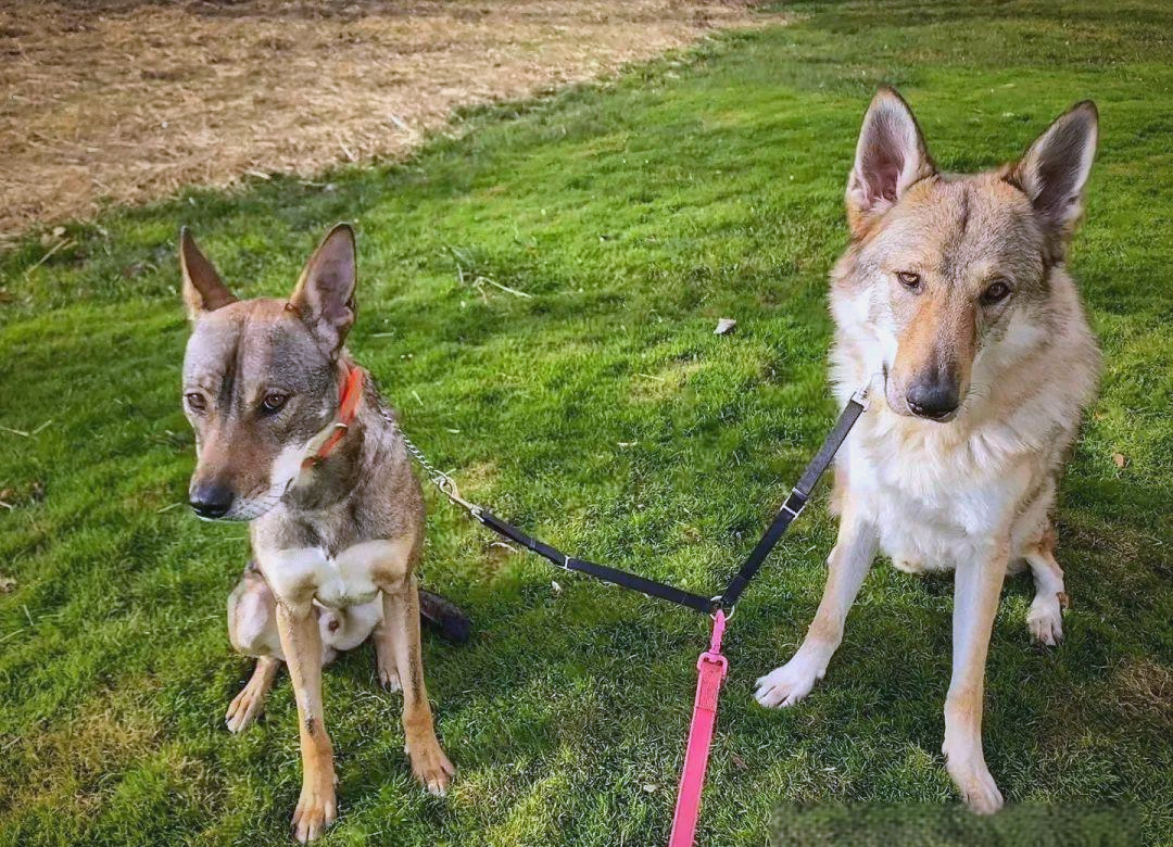 混血郊狼kibō:比特犬与郊狼的基因交融