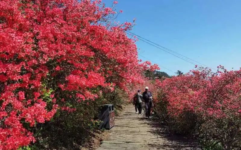 2021年龟峰山杜鹃花期图片