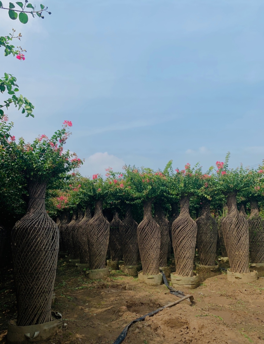 紫薇花瓶,最新紫薇花瓶树1.5/1.8/2米价格