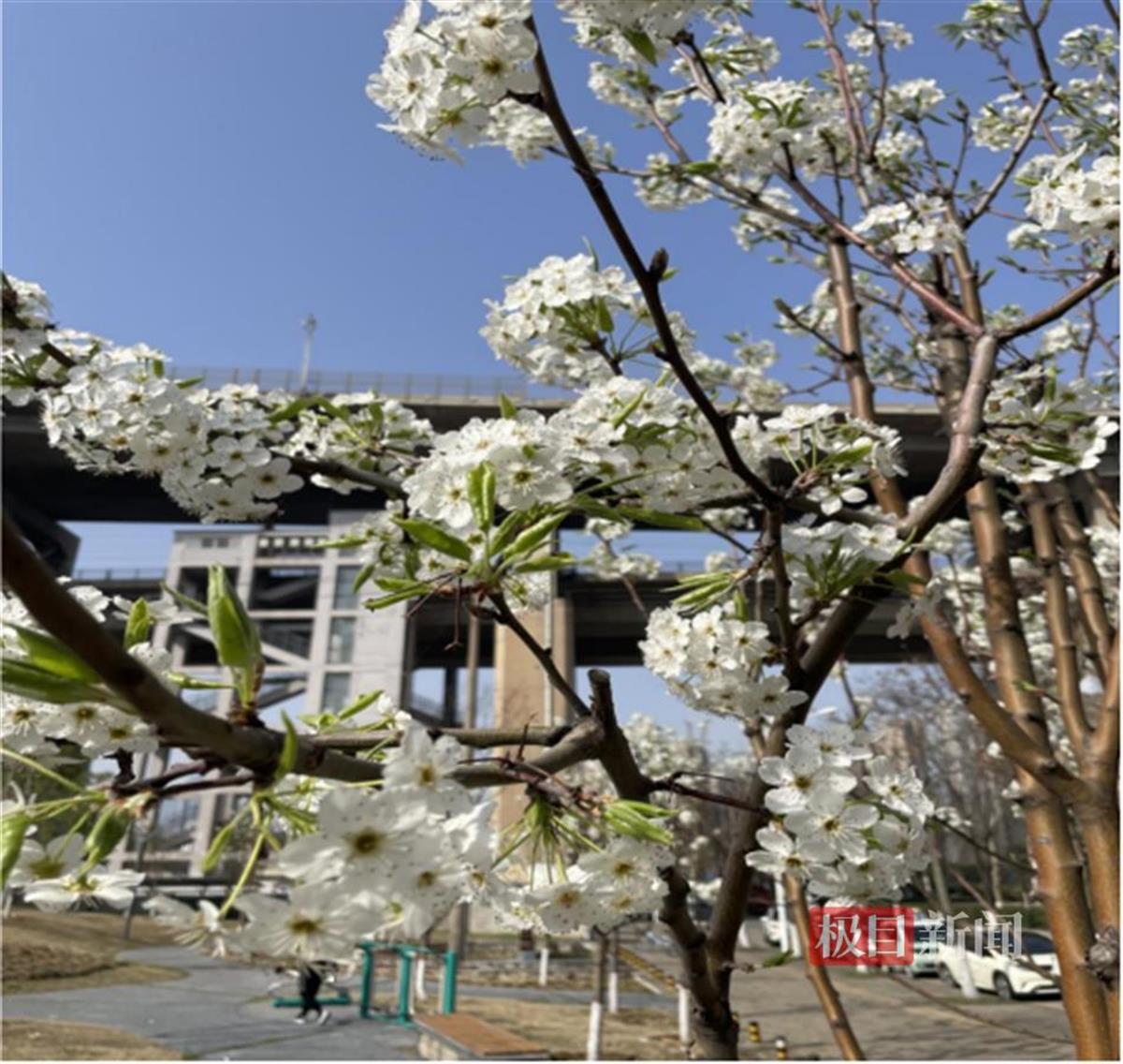"限定款"春色!这个公园梨花竞相绽放醉游人