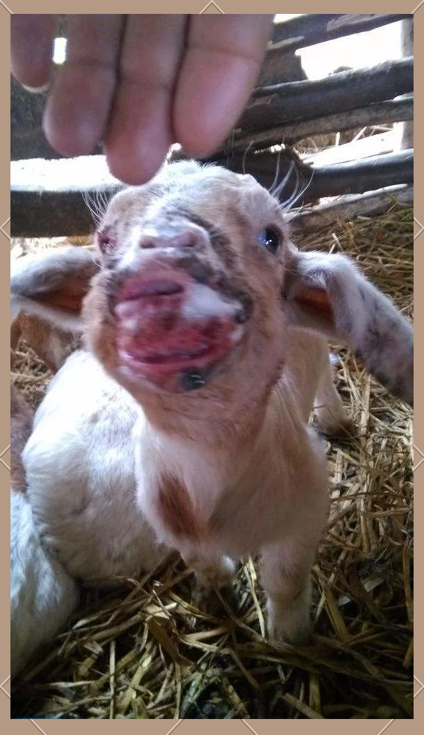 羊的主要传染病及其防治方法