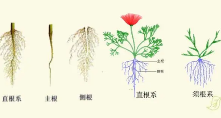 植物的茎和叶由什么发育而来