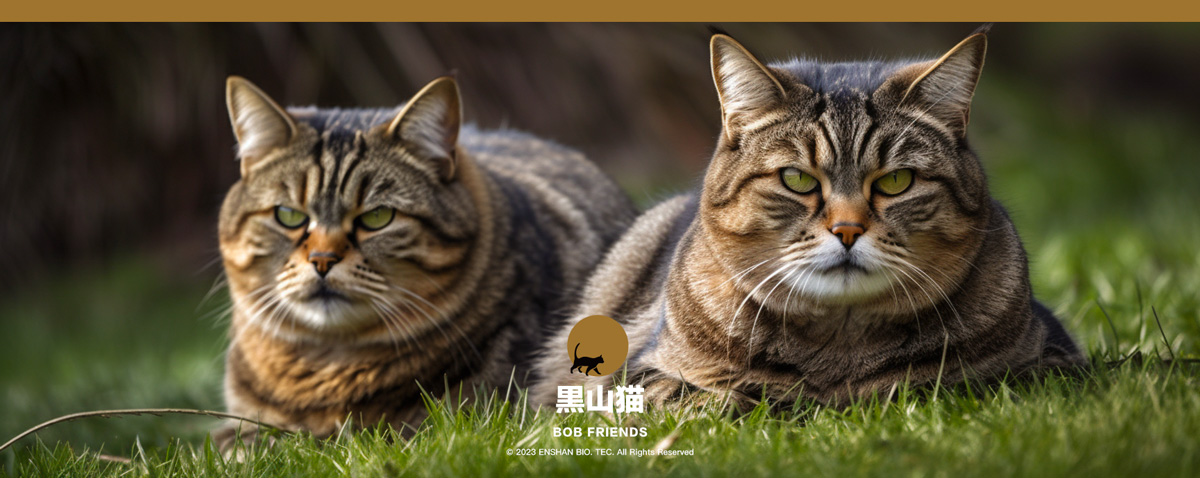 黑山猫高肉猫粮——值得信赖的品质