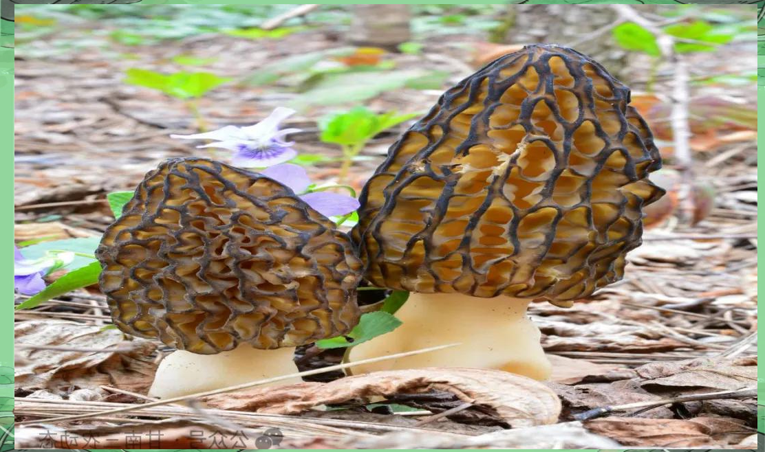 探秘甘南迭部:多样"土特产"的美味之旅