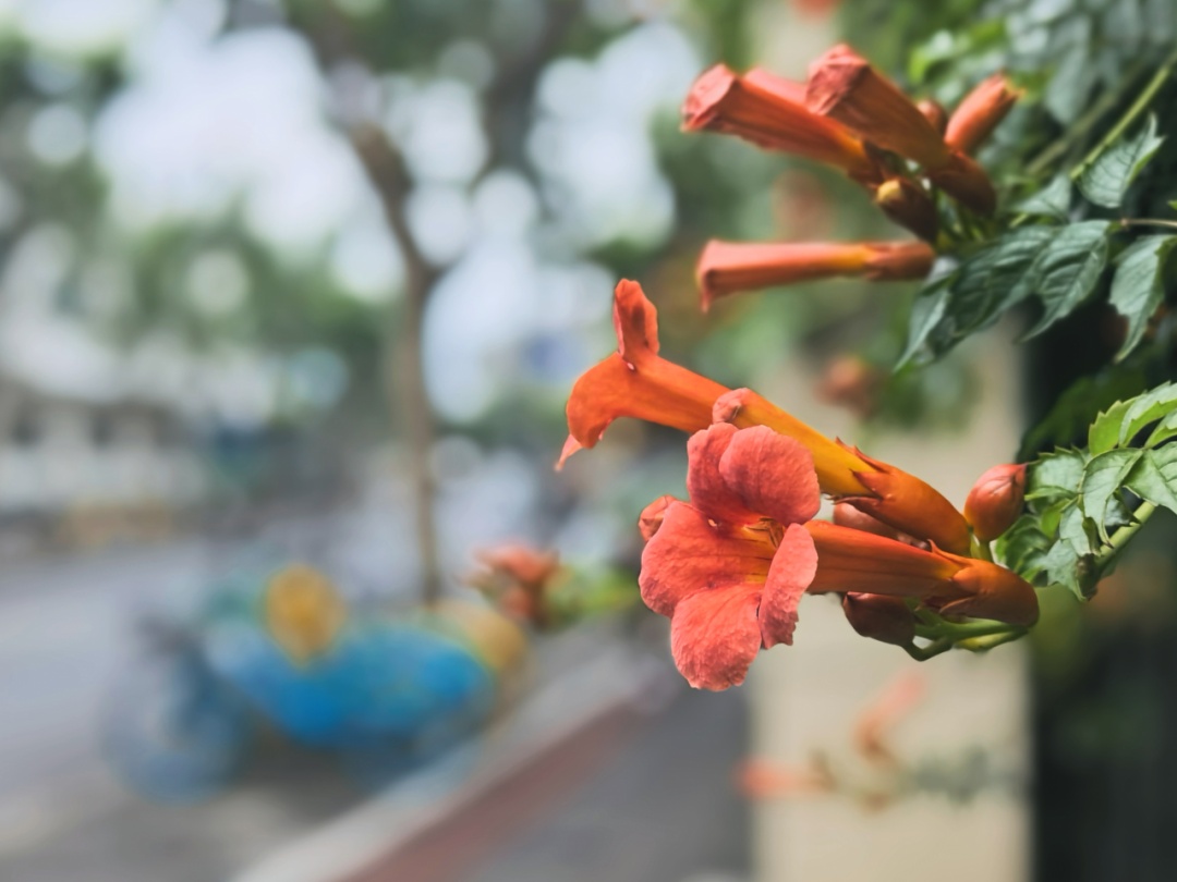 绚烂橙红 长宁凌霄花承包夏天的浪漫