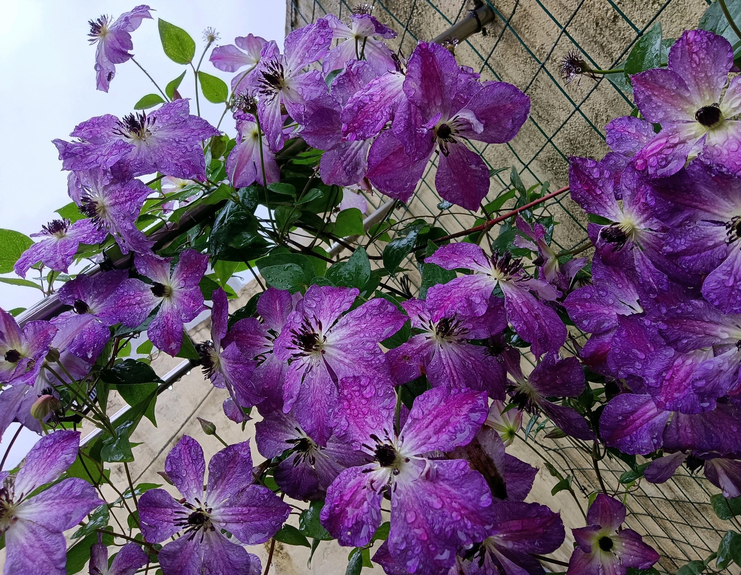 铁线莲"黎明的天空",颜值高,开花多,耐寒皮实,东北都能养